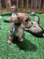 Cachorro#5, a male Havanese for sale in Chattanooga, TN – Photo 9 of 10