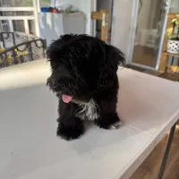AKC Aria, a female Havanese for sale in Chatsworth, GA – 8 of 10