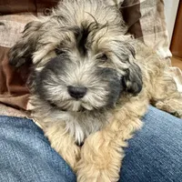 Alfi, a male Havanese for sale in Chatsworth, GA – 7 of 10