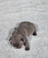 AKC Sawyer, a male French Bulldog for sale in Joplin, MO – 4 of 5