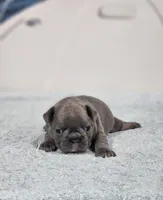 AKC Maddox, a male French Bulldog for sale in Joplin, MO – 4 of 4