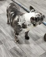 AKC Jack, a male French Bulldog for sale in Joplin, MO – 4 of 4