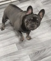 AKC Jackson, a male French Bulldog for sale in Joplin, MO – 4 of 4