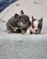AKC Hadley, a female French Bulldog for sale in Joplin, MO – 8 of 8