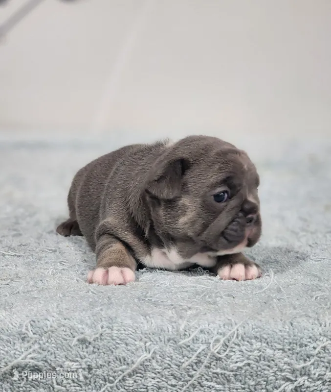 AKC Jade – French Bulldog puppy for sale in Joplin, MO