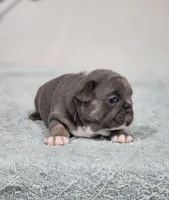 AKC Jade, a female French Bulldog for sale in Joplin, MO – 1 of 4