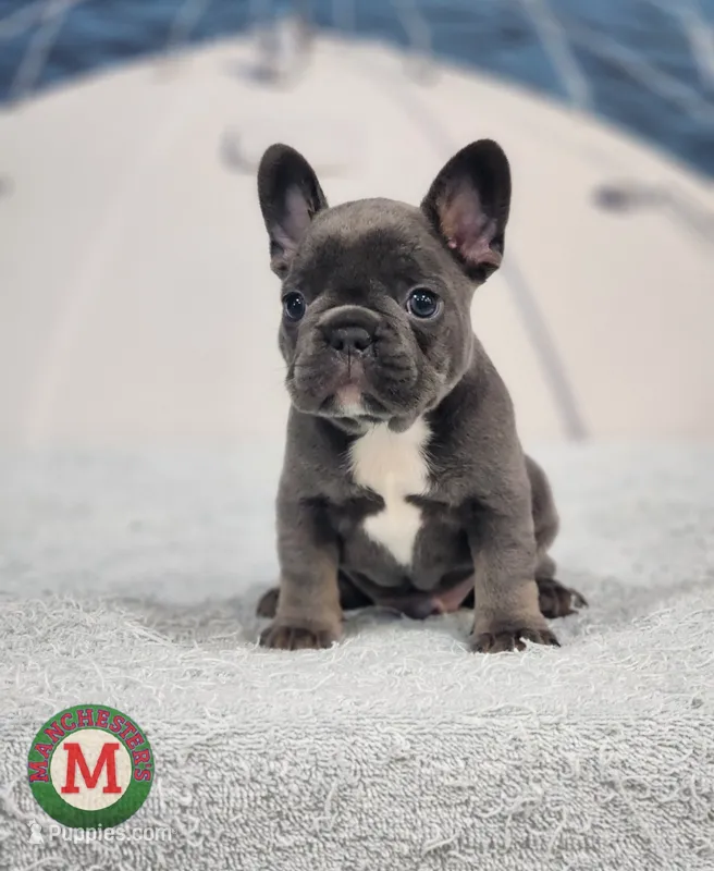 AKC Maddox – French Bulldog puppy for sale in Joplin, MO