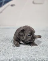 AKC Maddox, a male French Bulldog for sale in Joplin, MO – 3 of 4