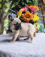 AKC Biscuit, a female French Bulldog for sale in Joplin, MO – 4 of 4