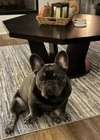AKC Jackson, a male French Bulldog for sale in Joplin, MO – 2 of 3
