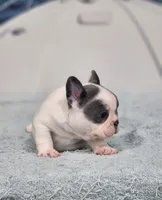 AKC Hadley, a female French Bulldog for sale in Joplin, MO – 4 of 8
