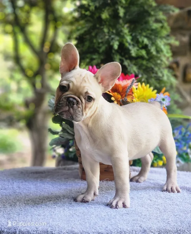 AKC Milo – French Bulldog puppy for sale in Joplin, MO