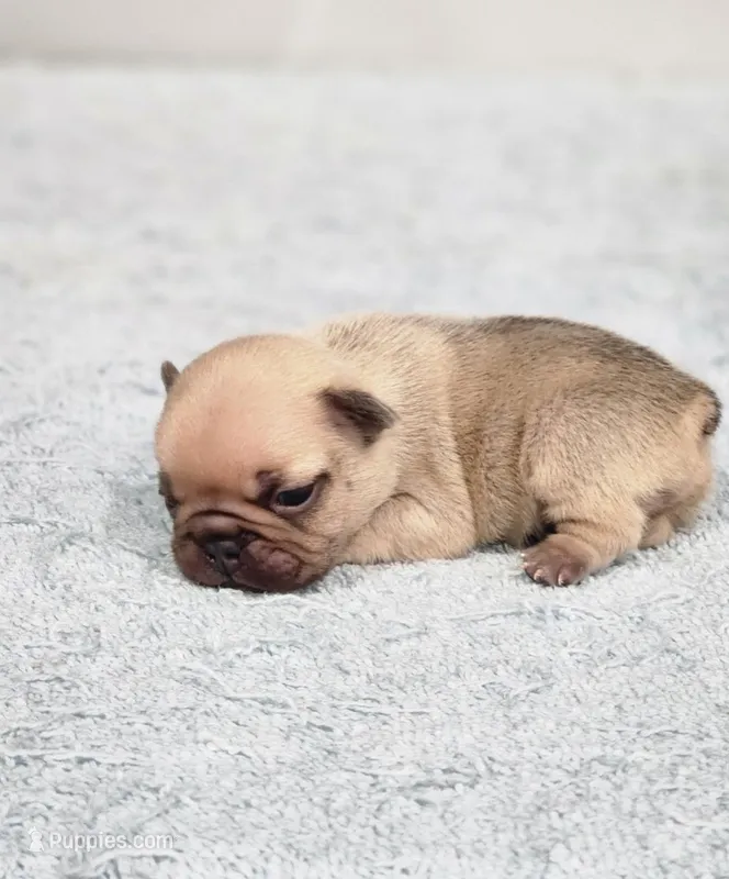 AKC Jack – French Bulldog puppy for sale in Joplin, MO