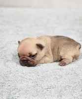 AKC Jack, a male French Bulldog for sale in Joplin, MO – Photo 1 of 3