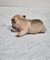 AKC Jack, a male French Bulldog for sale in Joplin, MO – Photo 2 of 3