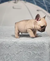 AKC Jack, a male French Bulldog for sale in Joplin, MO – 2 of 5