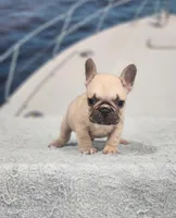 AKC Jack, a male French Bulldog for sale in Joplin, MO – 4 of 5