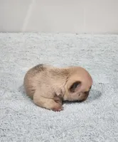 AKC Jack, a male French Bulldog for sale in Joplin, MO – Photo 3 of 3