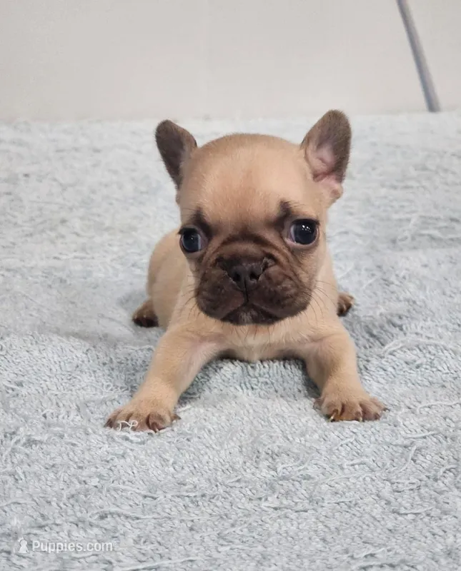 AKC Jack – French Bulldog puppy for sale in Joplin, MO