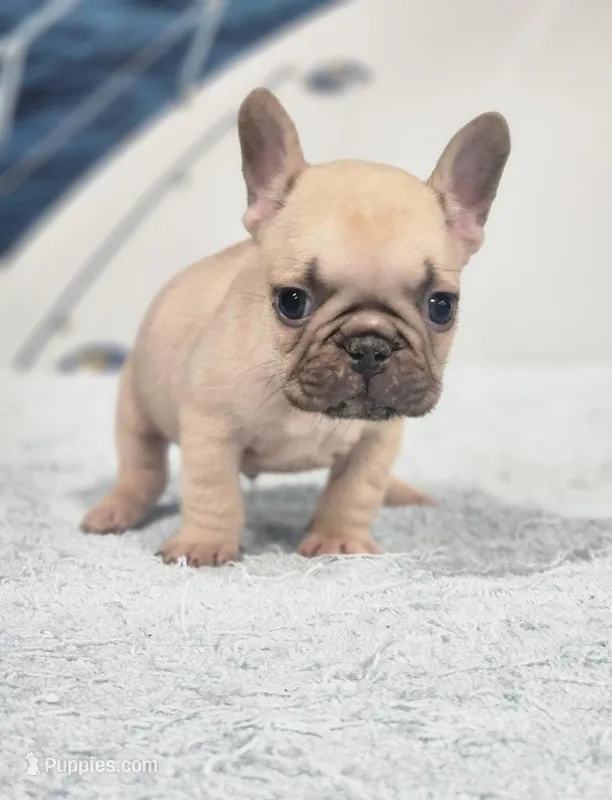 AKC Jack – French Bulldog puppy for sale in Joplin, MO