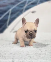 AKC Jack, a male French Bulldog for sale in Joplin, MO – 3 of 5