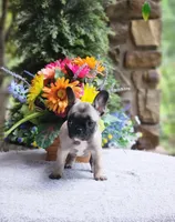AKC Sadie, a female French Bulldog for sale in Joplin, MO – 3 of 4