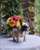 AKC Olive, a female French Bulldog for sale in Joplin, MO – 2 of 4