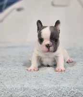 AKC Hadley, a female French Bulldog for sale in Joplin, MO – 5 of 8