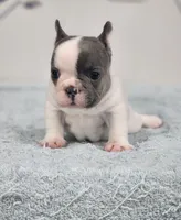AKC Hadley, a female French Bulldog for sale in Joplin, MO – 2 of 8