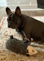 AKC Jackson, a male French Bulldog for sale in Joplin, MO – 3 of 3