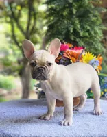AKC Milo, a male French Bulldog for sale in Joplin, MO – 4 of 5