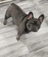 AKC Jackson, a male French Bulldog for sale in Joplin, MO – 3 of 4