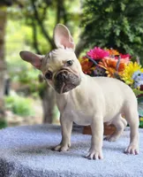 AKC Milo, a male French Bulldog for sale in Joplin, MO – 3 of 5