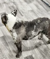 AKC Jack, a male French Bulldog for sale in Joplin, MO – 3 of 4