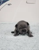 AKC Sawyer, a male French Bulldog for sale in Joplin, MO – 2 of 5