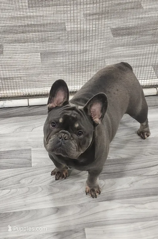 AKC Jackson – French Bulldog puppy for sale in Joplin, MO