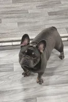 AKC Jackson, a male French Bulldog for sale in Joplin, MO – 1 of 4