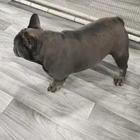 AKC Jackson, a male French Bulldog for sale in Joplin, MO – 2 of 4
