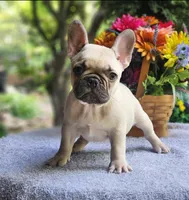 AKC Jack, a male French Bulldog for sale in Joplin, MO – 4 of 4