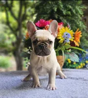 AKC Jack, a male French Bulldog for sale in Joplin, MO – 2 of 4