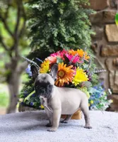 AKC Sadie, a female French Bulldog for sale in Joplin, MO – 4 of 4