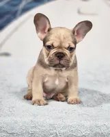 AKC Atticus, a male French Bulldog for sale in Joplin, MO – 1 of 5