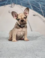 AKC Atticus, a male French Bulldog for sale in Joplin, MO – 2 of 5
