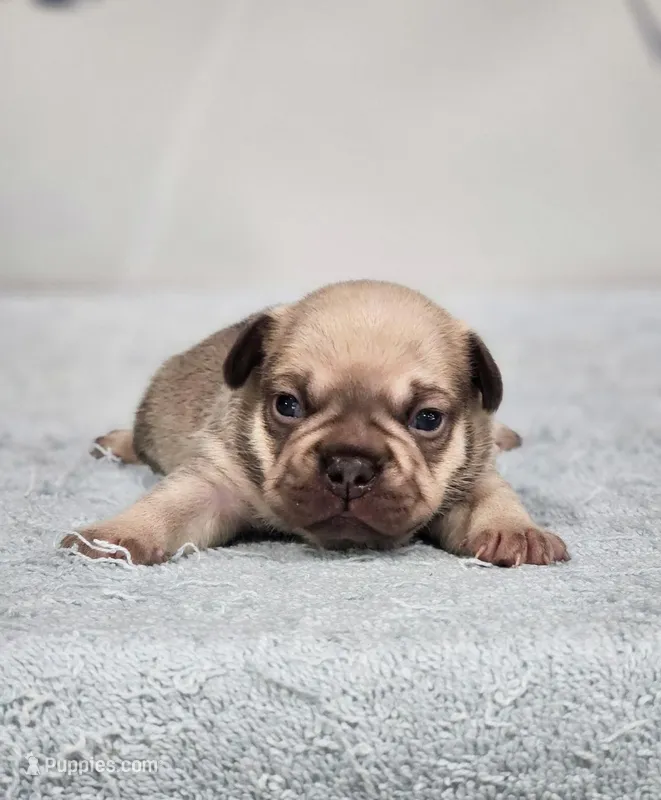 AKC Atticus – French Bulldog puppy for sale in Joplin, MO