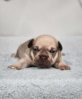 AKC Atticus, a male French Bulldog for sale in Joplin, MO – Photo 1 of 2