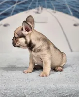 AKC Atticus, a male French Bulldog for sale in Joplin, MO – 3 of 5