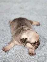 AKC Atticus, a male French Bulldog for sale in Joplin, MO – Photo 2 of 2