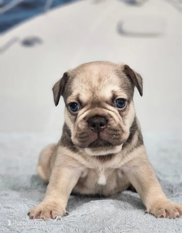 AKC Atticus – French Bulldog puppy for sale in Joplin, MO