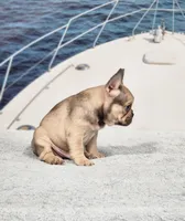 AKC Atticus, a male French Bulldog for sale in Joplin, MO – 4 of 5