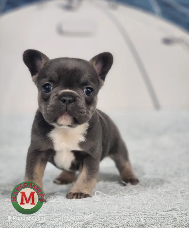AKC Tory – French Bulldog puppy for sale in Joplin, MO